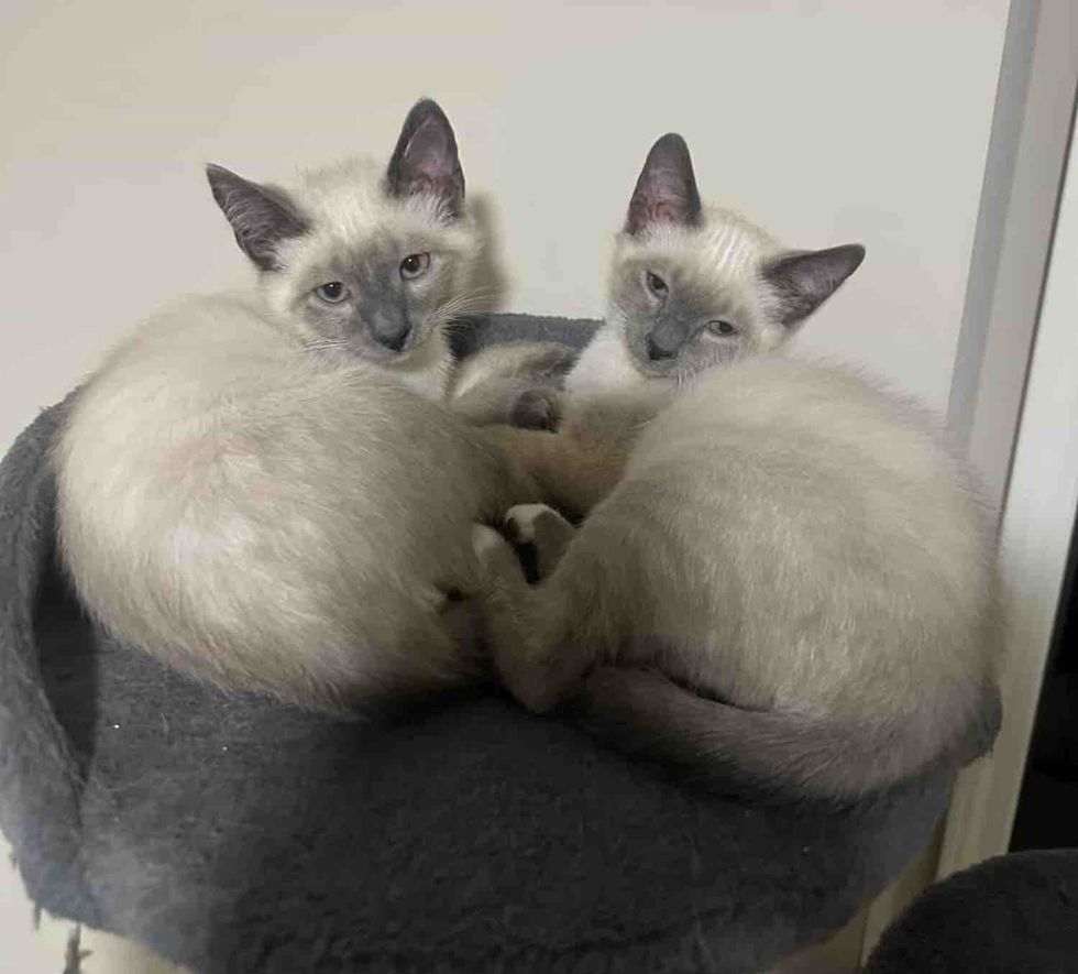 siamese kittens cat tree