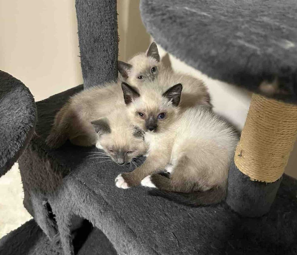 siamese kittens snuggly cat tree