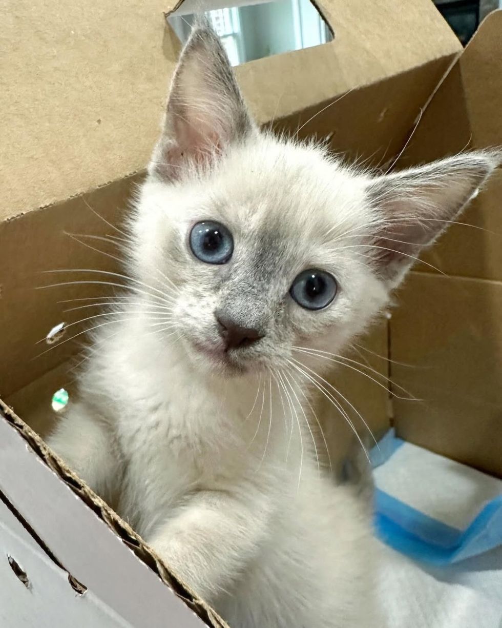 siamese mix kitten