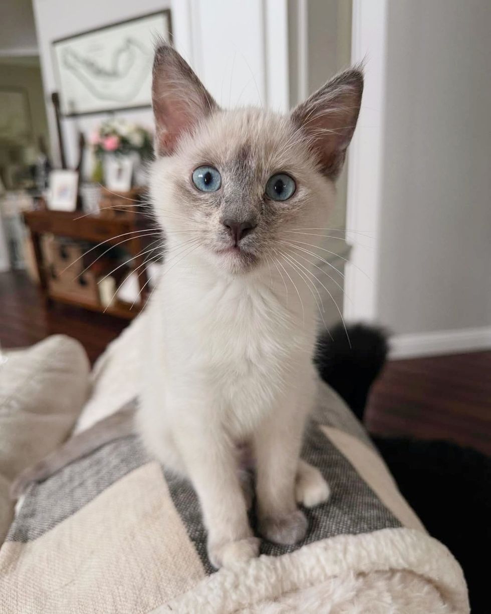 siamese mix kitten