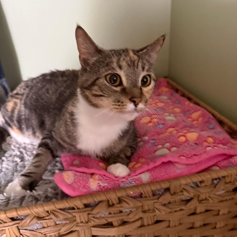 sick cat recovering well