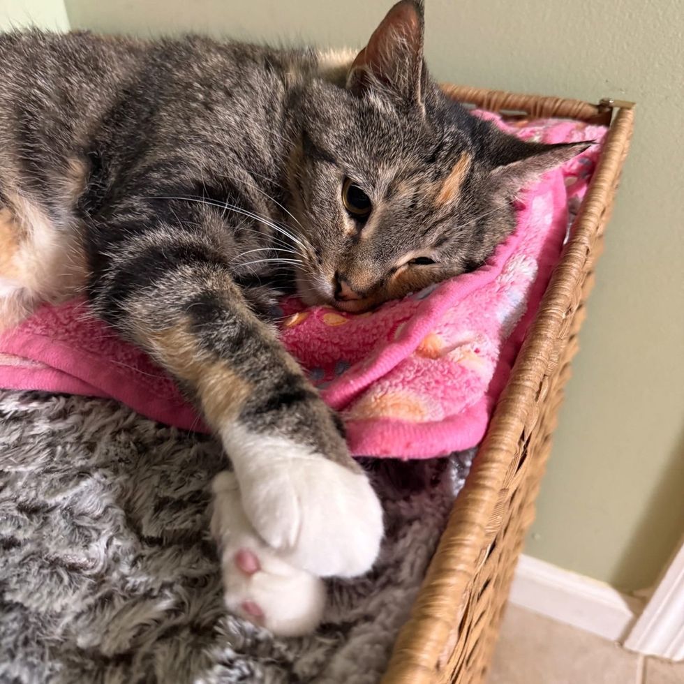 sick cat resting and healing