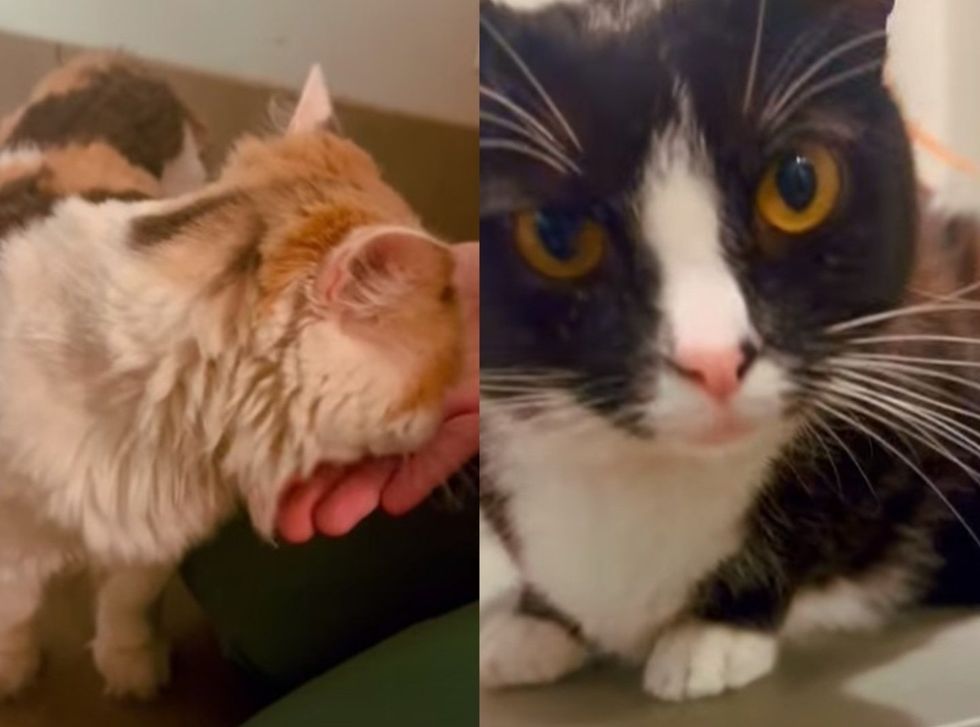Side by side of Sugar getting chin scratches and Spice looking at camera