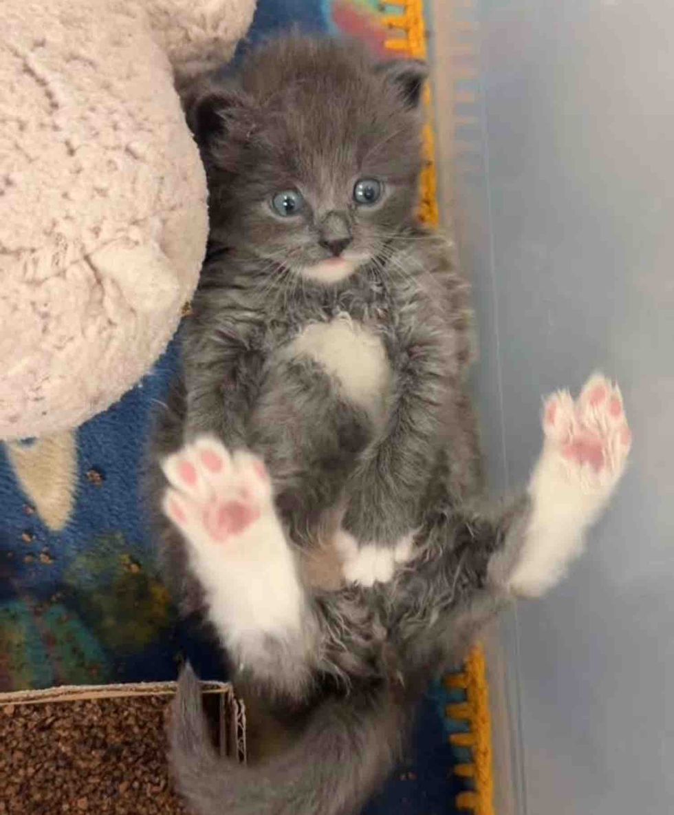 silly gray kitten legs