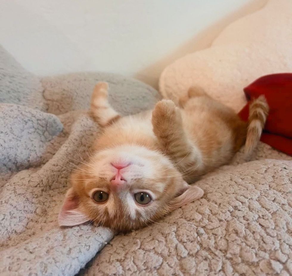 silly orange tabby kitten