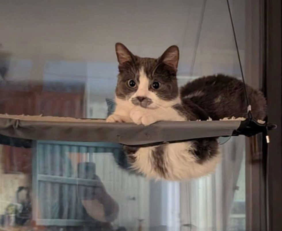 silly playful kitten