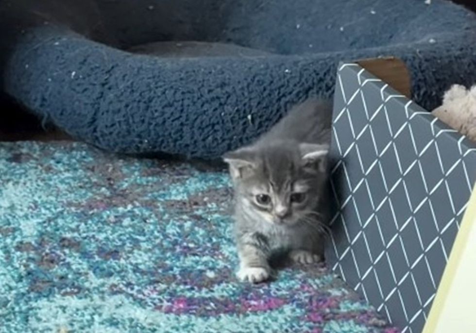 Silver Stub expliring the play area with alter eyes
