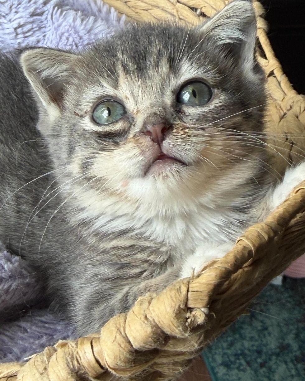 Silver Stub laying in a wicker basket