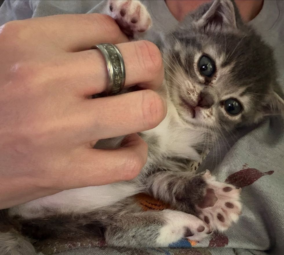 Silver Stub playing with a hand laying on her back
