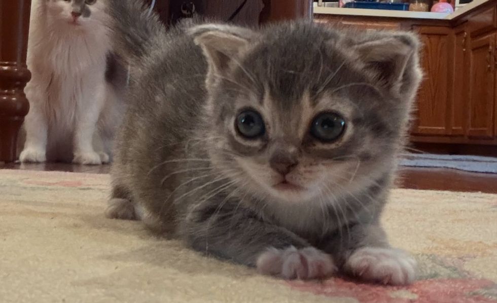Silver stub ready to pounce while another cat watches