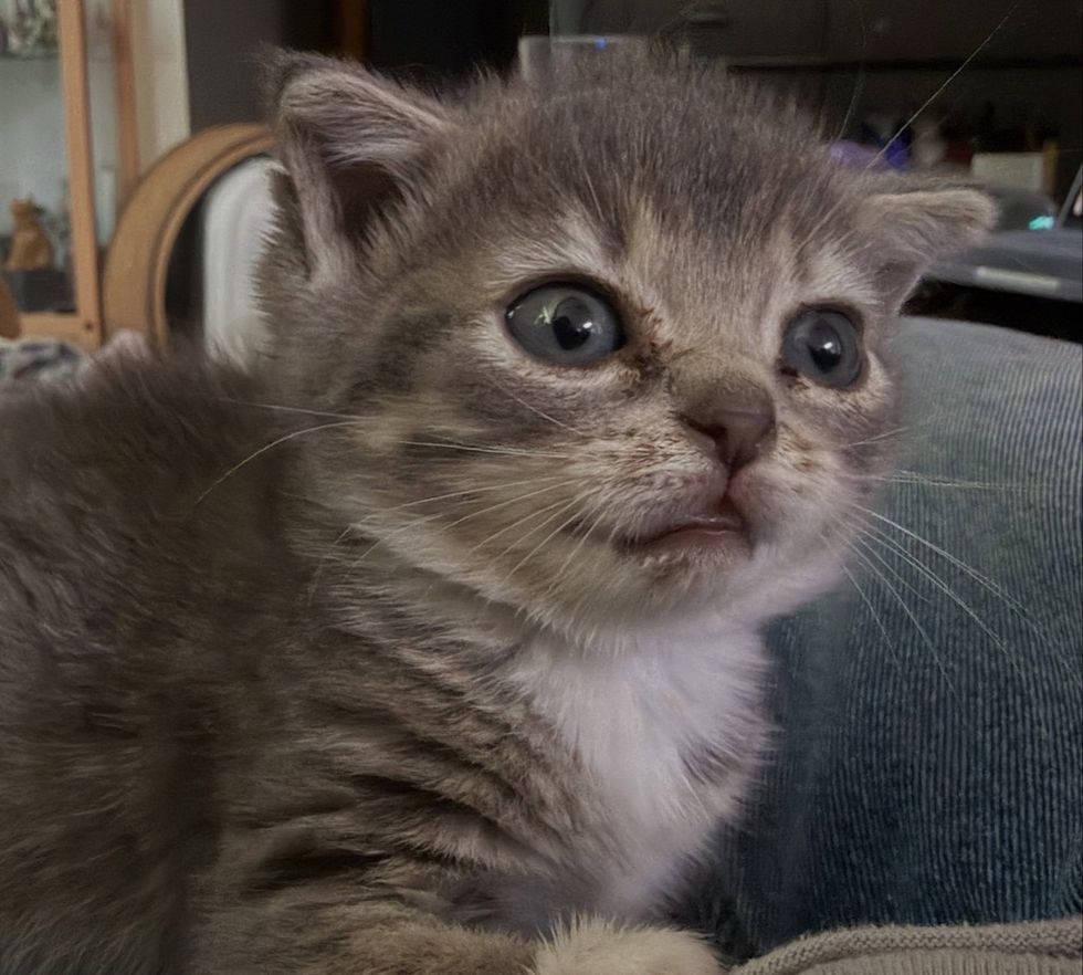 Silver Stub staring with wide eyes