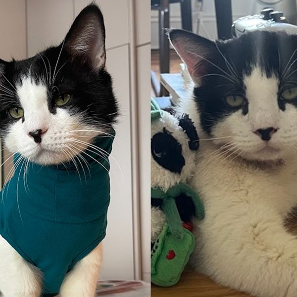 Cat With a Neck Wound No One Could Heal Now Chooses to Strut Around in a Turtleneck