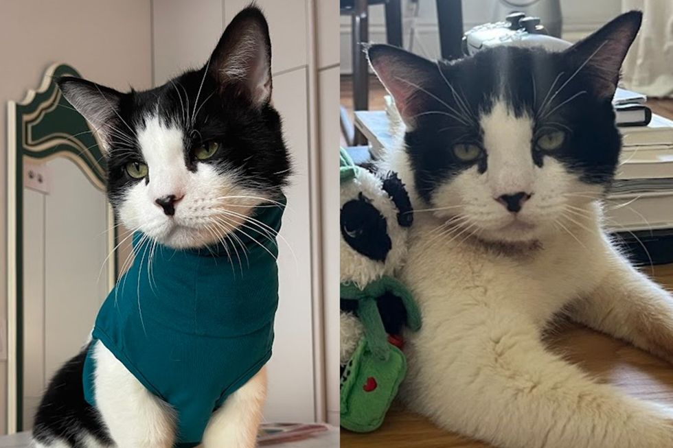 Cat With a Neck Wound No One Could Heal Now Chooses to Strut Around in a Turtleneck