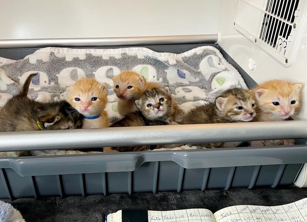 six kittens tiny
