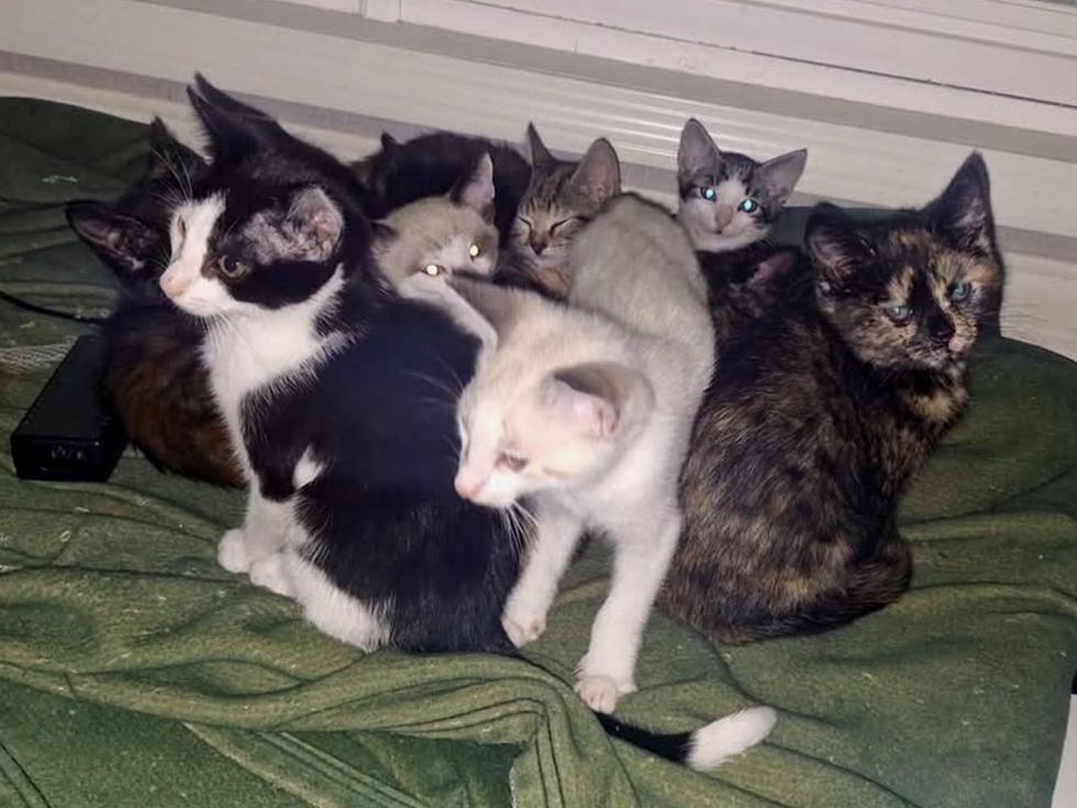 Six young kittens of mixed colors huddle together on a green basket with their surrogate mother.