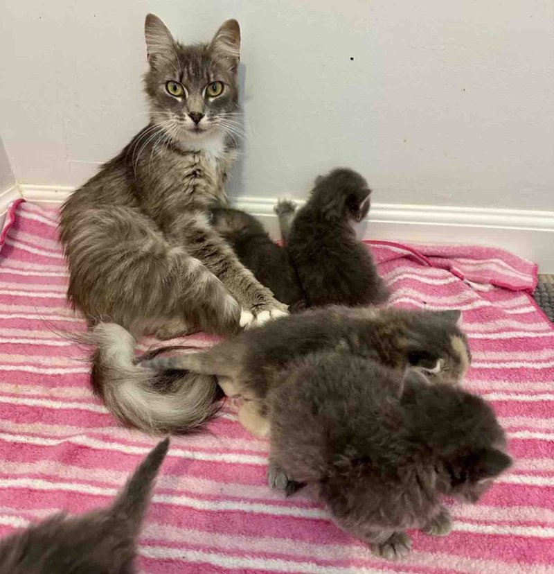 skinny mother cat kittens