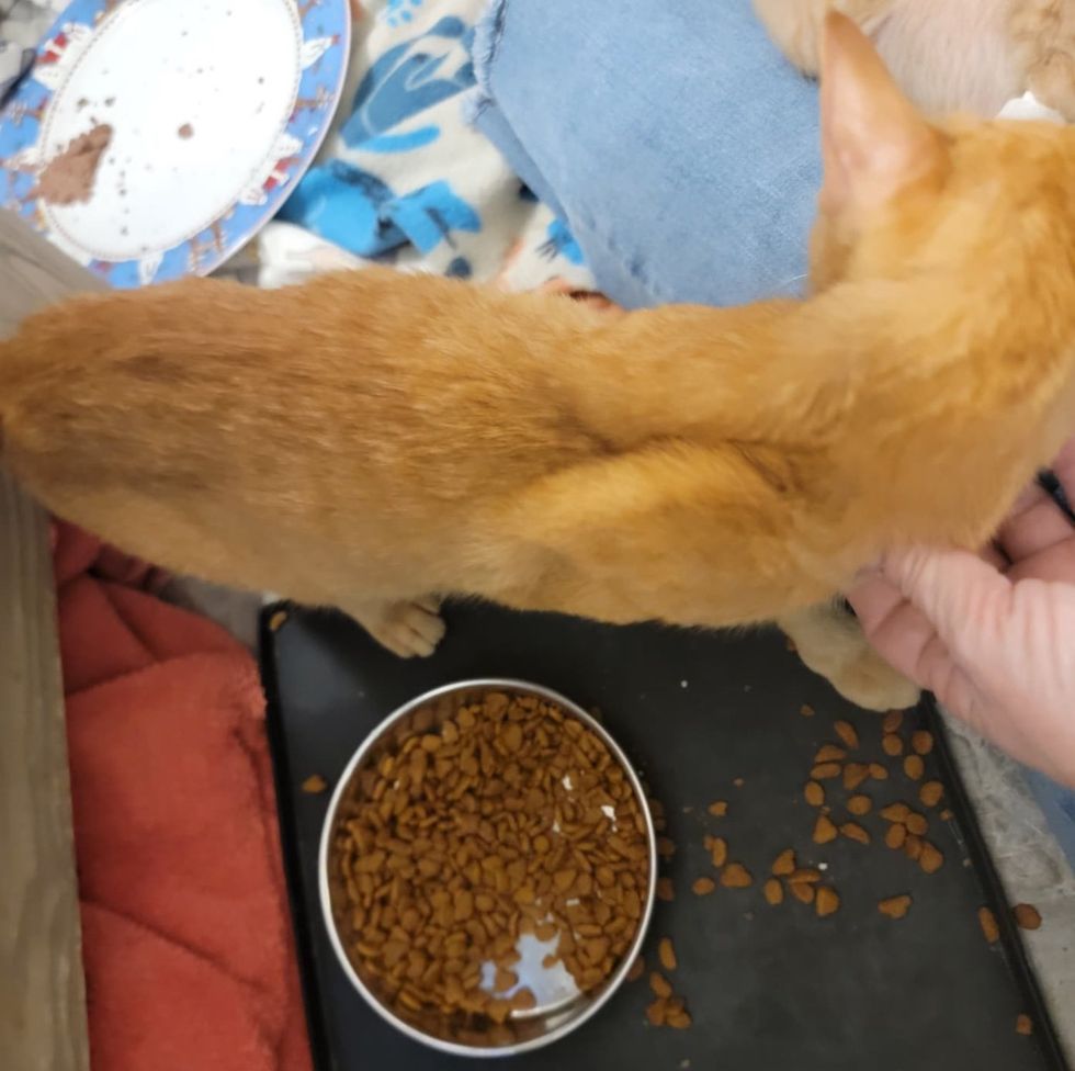 skinny mother cat