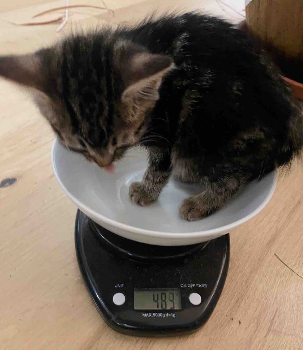 skinny small kitten scale