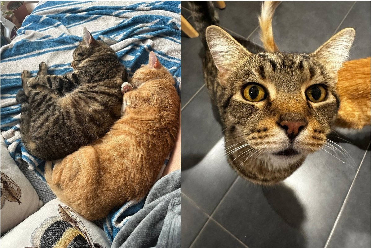 Sleeping brother adult cats