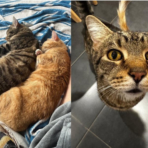 Sleeping brother adult cats