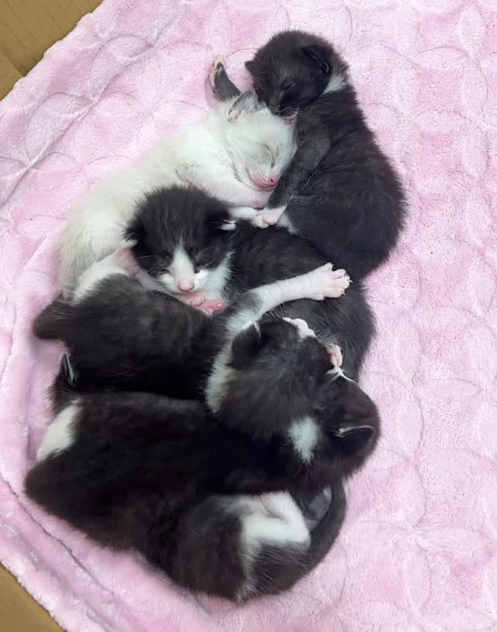 sleeping bundle kittens