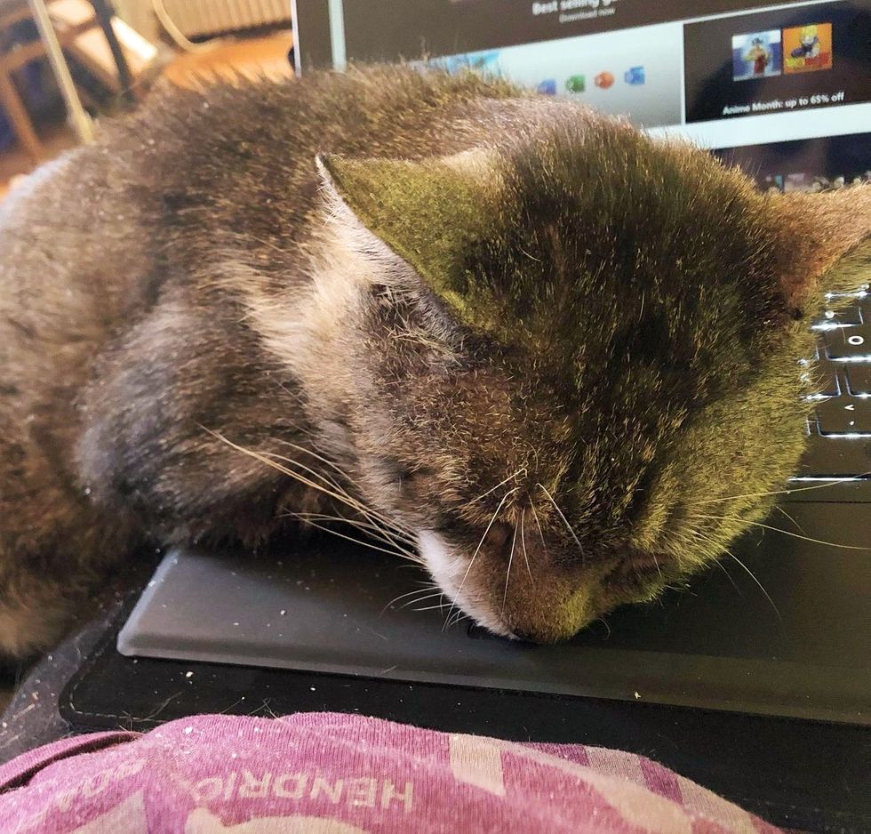 sleeping cat braveman