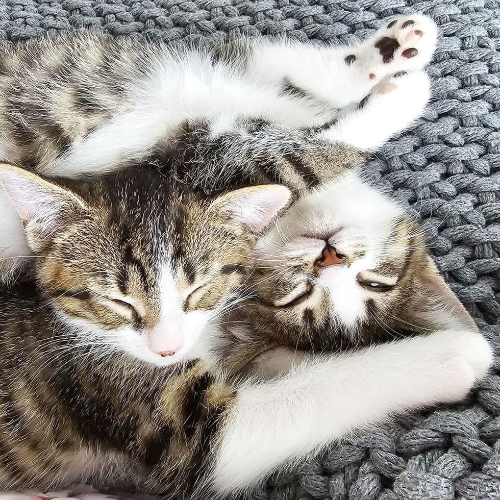 sleeping cat brothers