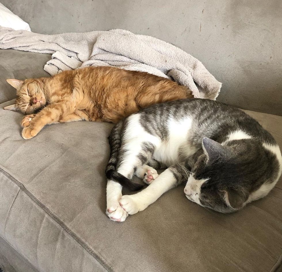 sleeping cat friends