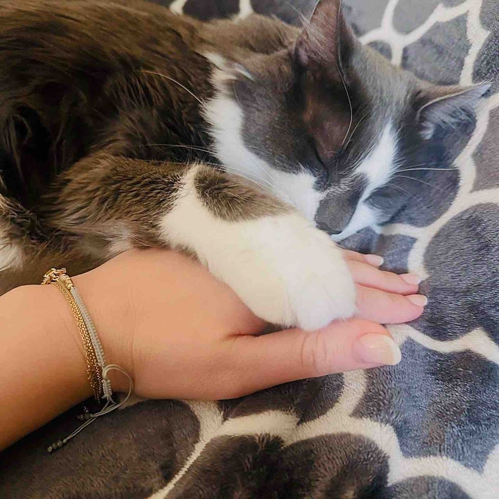 sleeping cat holding hands