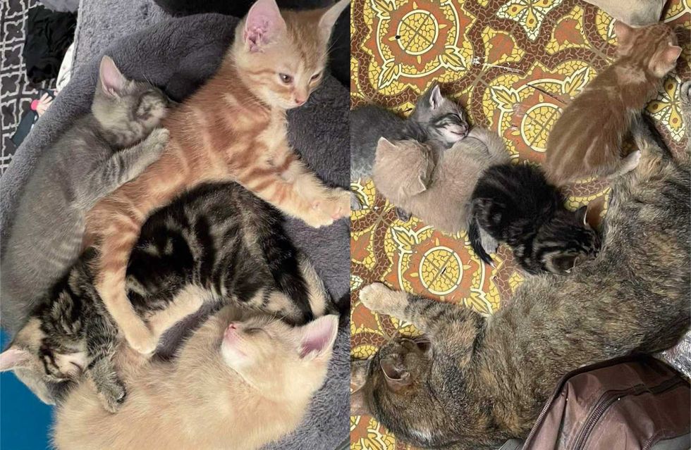 Pilha de gatinhos de gato dormindo