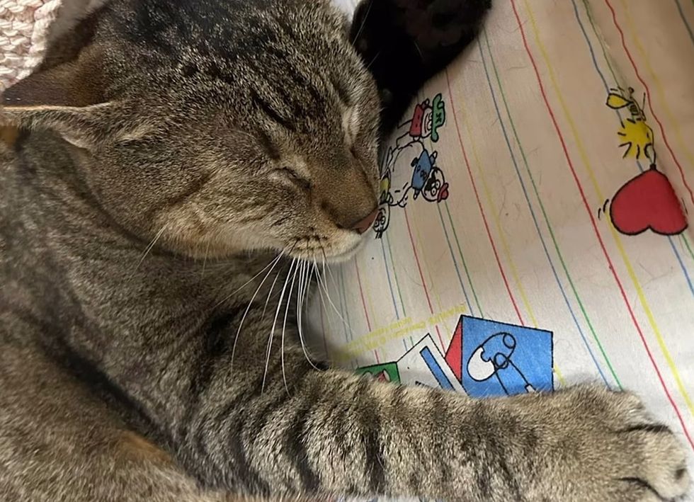 sleeping cat leo