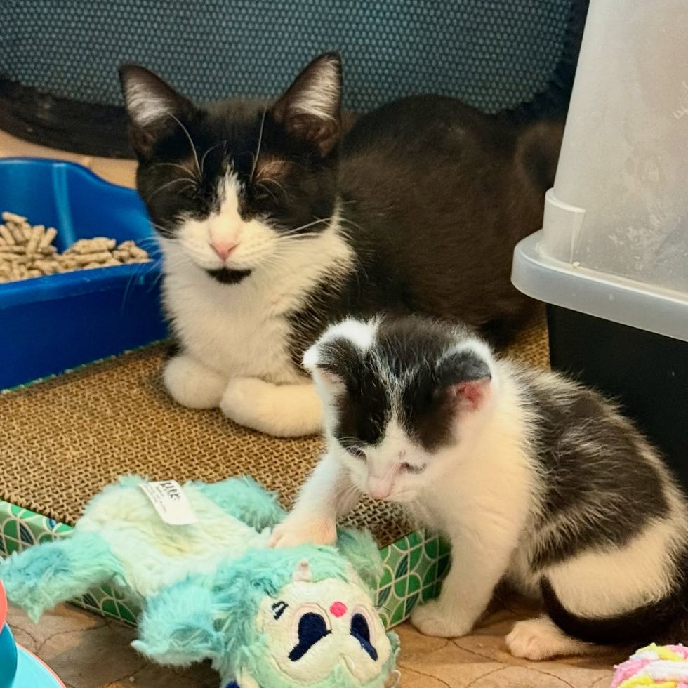 sleeping cat playful kitten