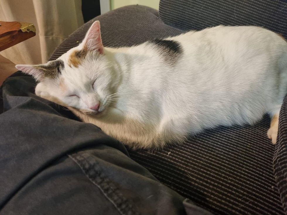 sleeping cat snuggles