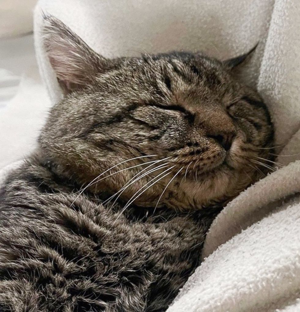 sleeping cat tabby