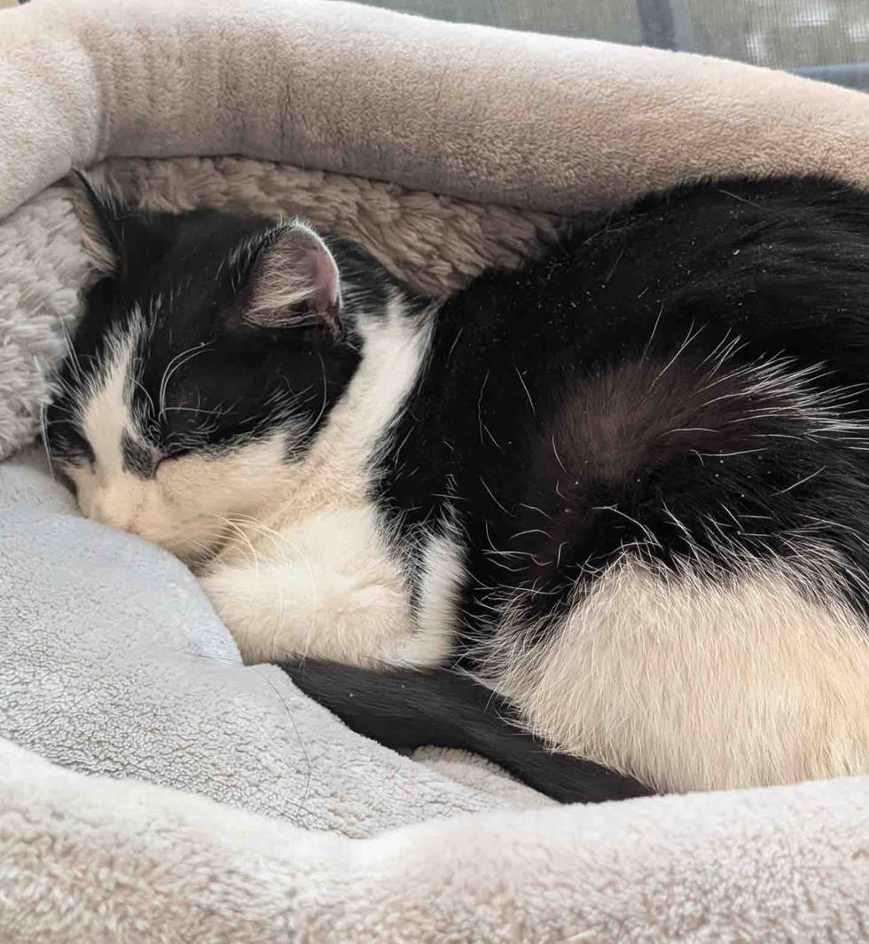 sleeping cat warm bed