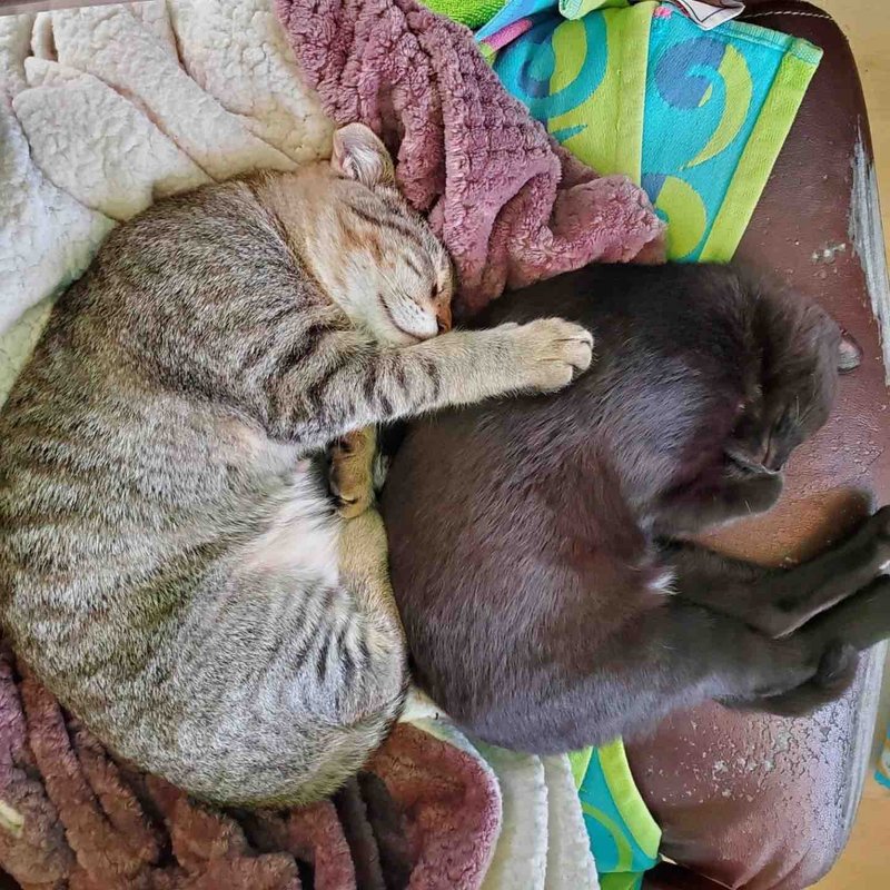 sleeping cats hugs