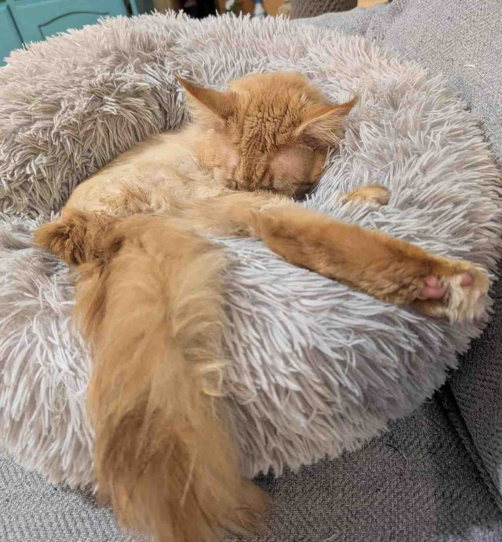sleeping ginger cat safe
