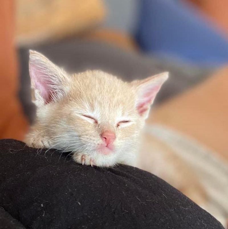 sleeping ginger kitten