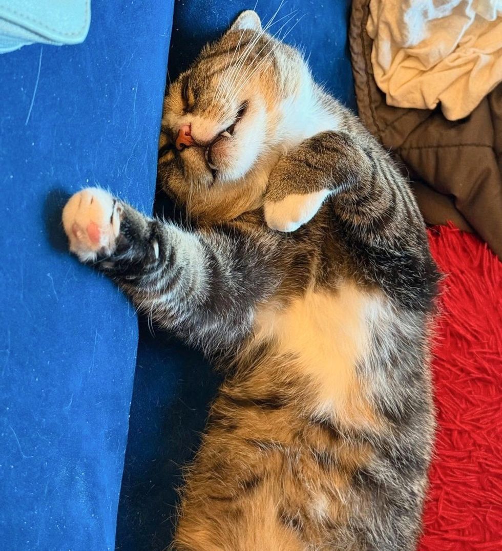 sleeping happy cat