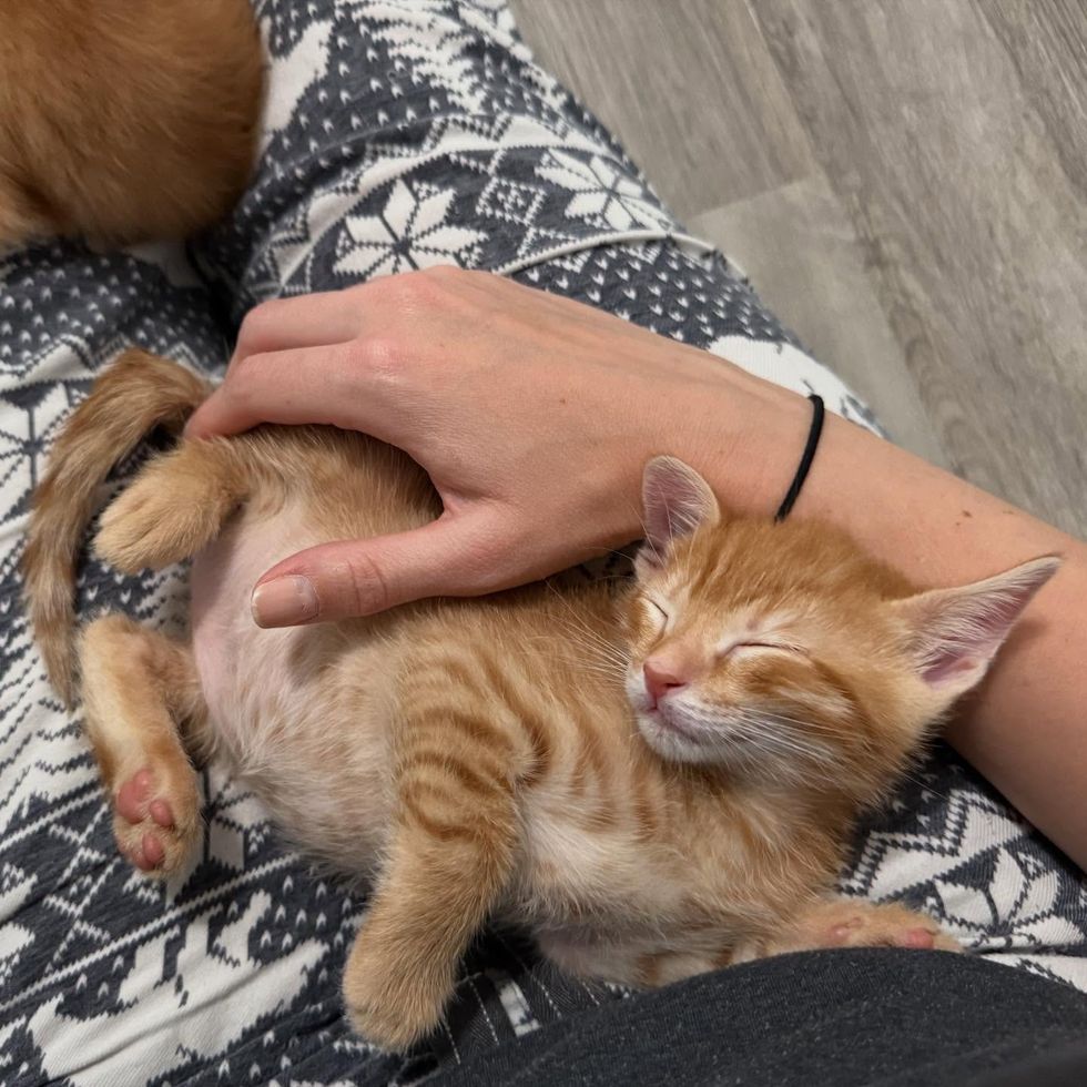 sleeping happy kitten lap cat