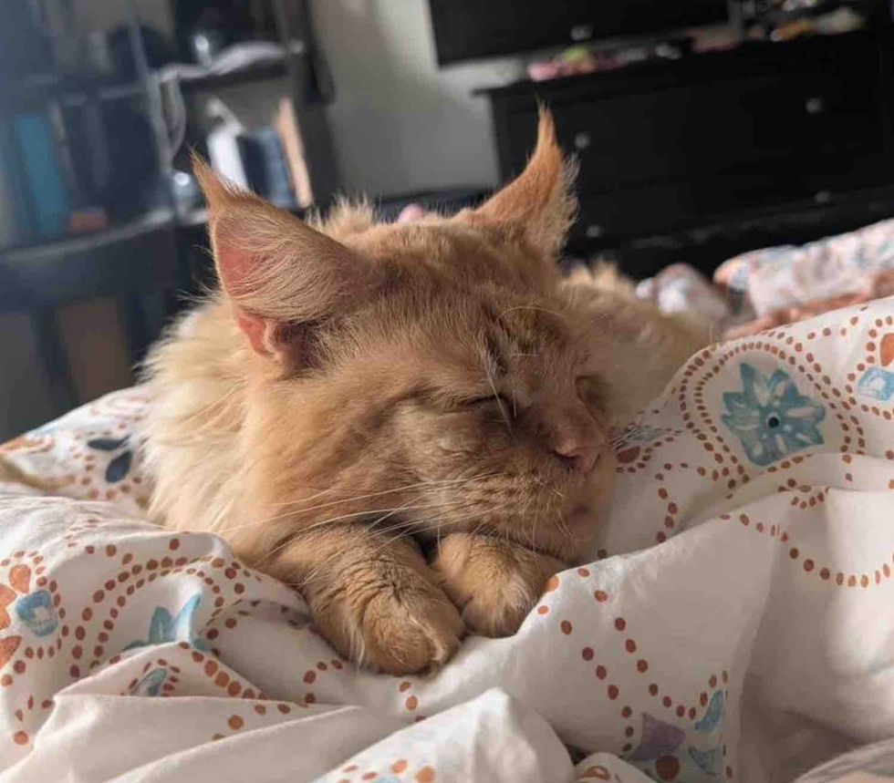sleeping happy maine coon cat