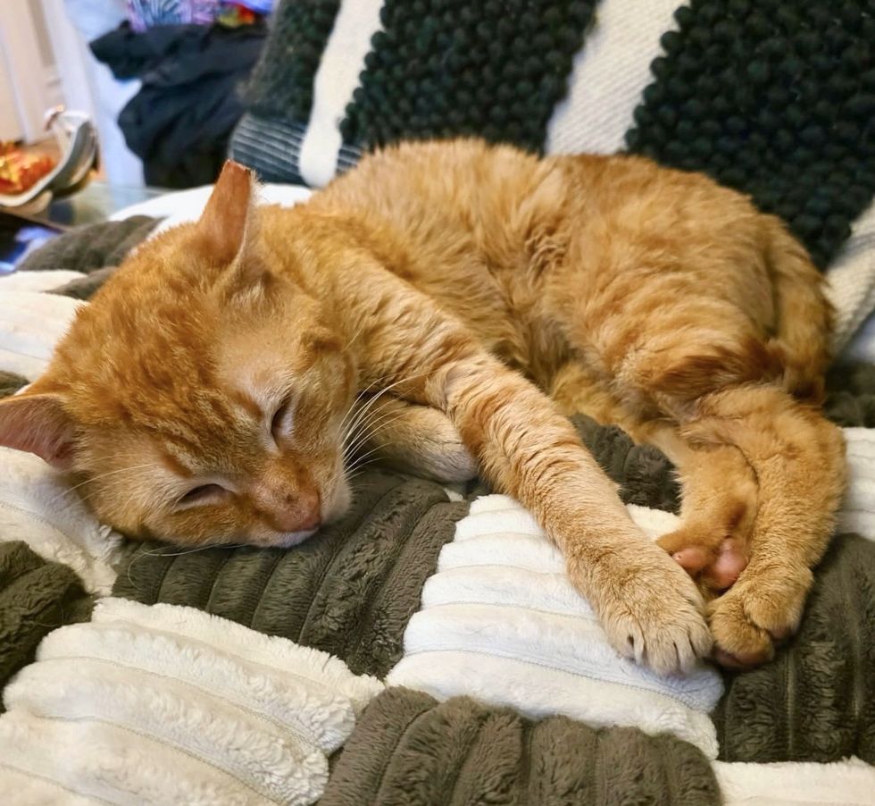 sleeping happy orange cat
