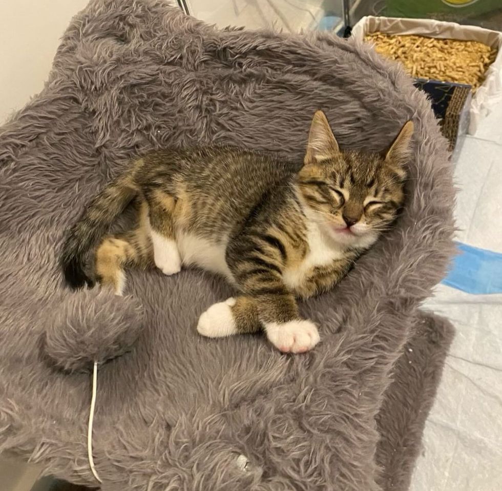 sleeping happy tabby kitten