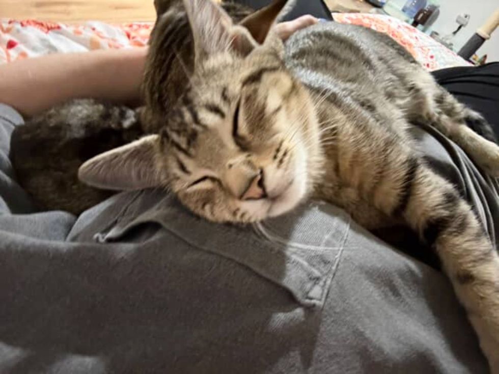 sleeping hugging tabby cats