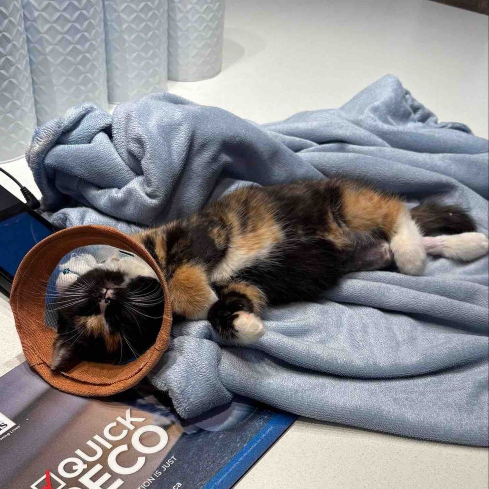 sleeping kitten cone