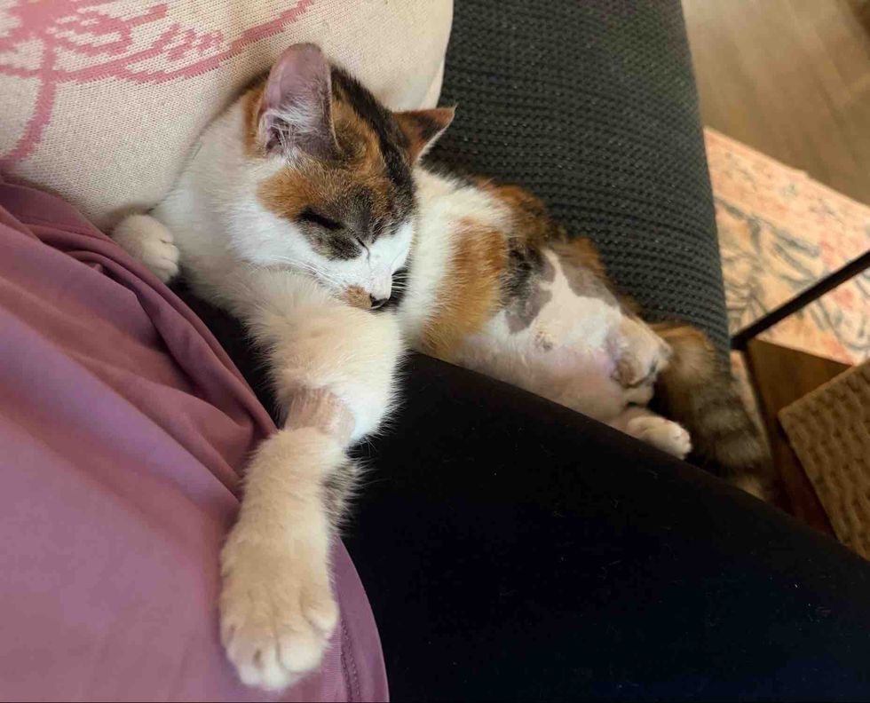 sleeping kitten cuddles