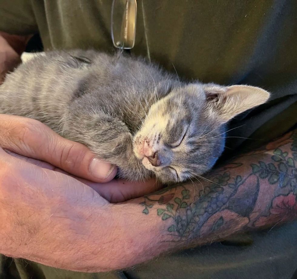 sleeping kitten happy