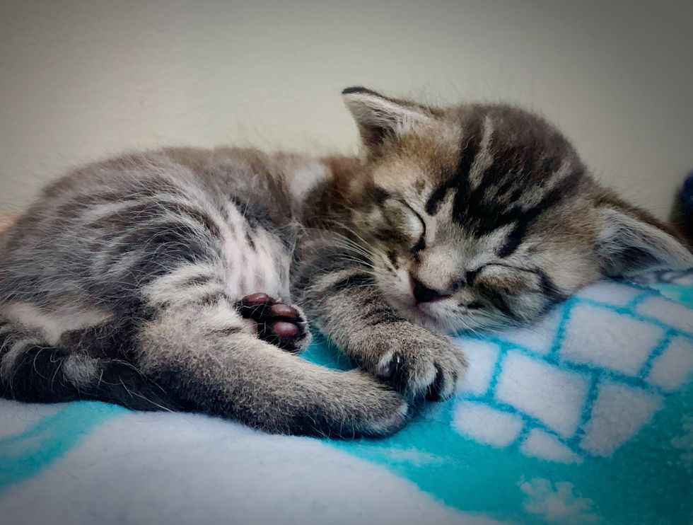 sleeping kitten, purring