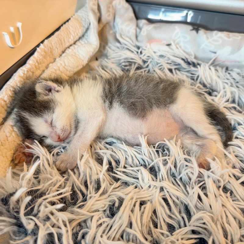 sleeping kitten round belly