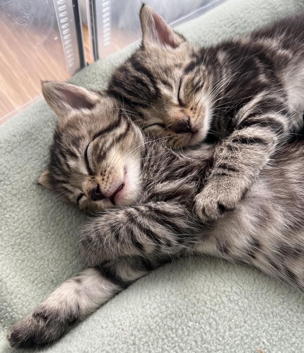 sleeping kitten siblings